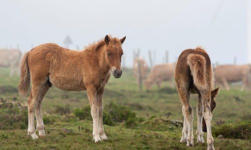 colt 1911 disassembly and reassembly pdf