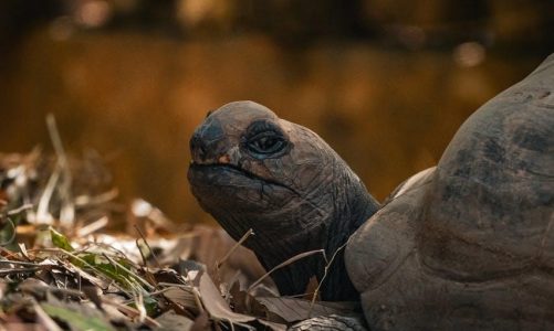 kawasaki owners manuals pdf free download