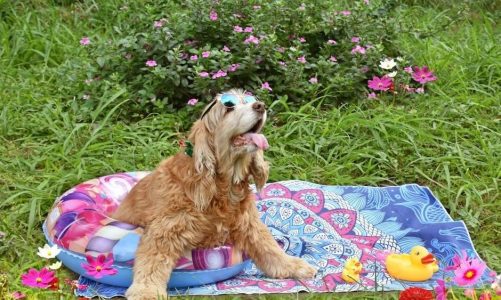 intex inflatable bed instructions