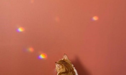 hoover pet complete smartwash manual